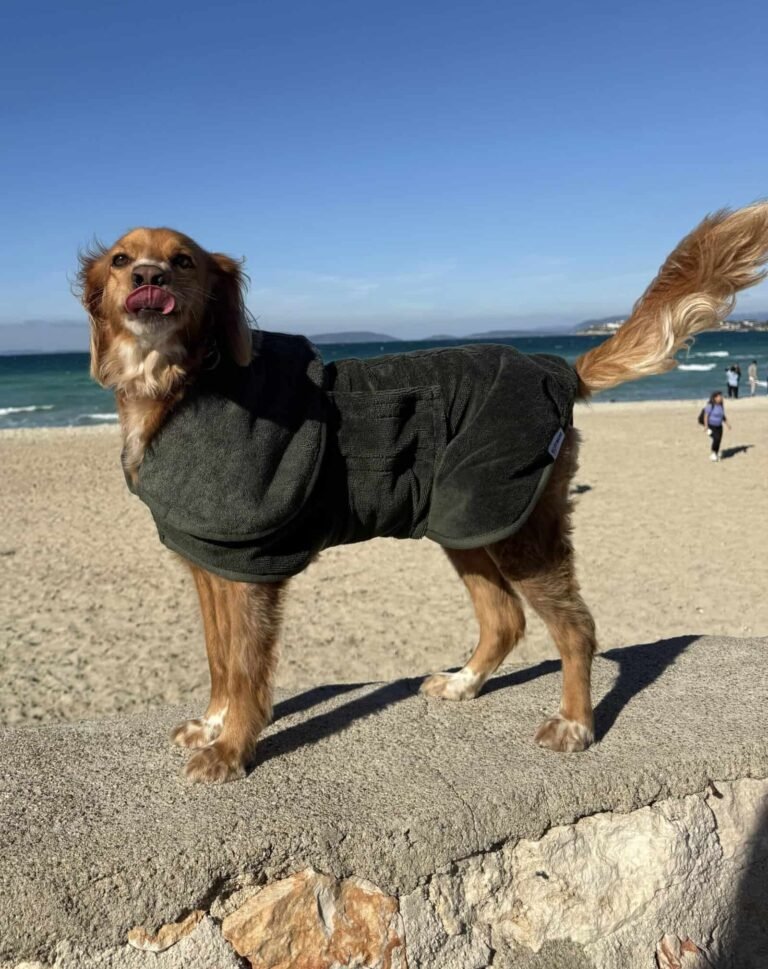 accappatoio per cani in spiaggia