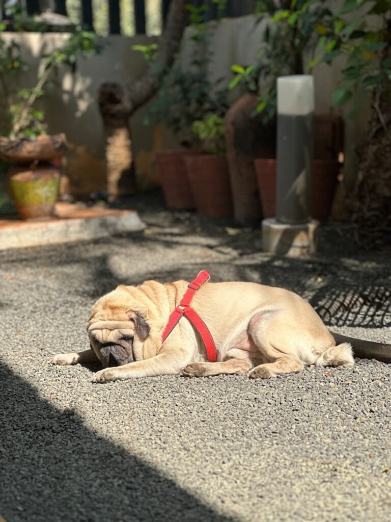 a dog lying on the ground